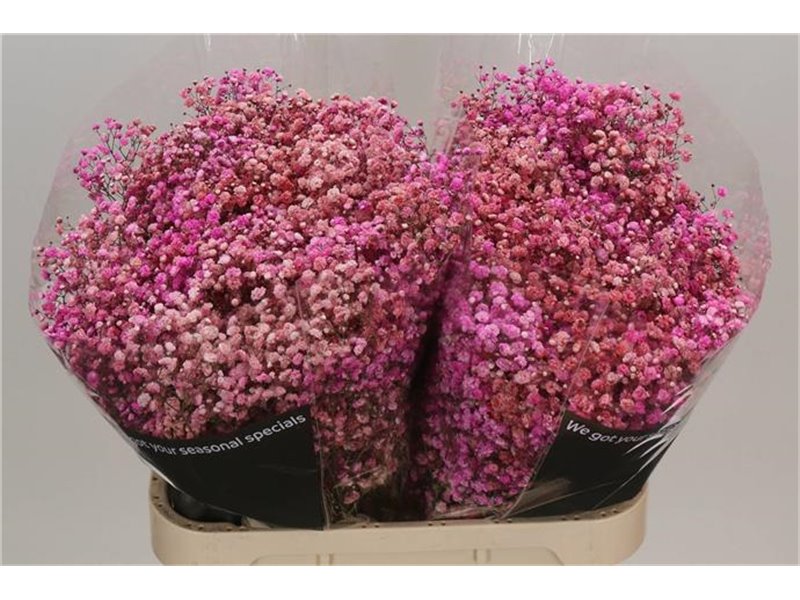 Gipsofila Dyed Disco Pale Rose c2009