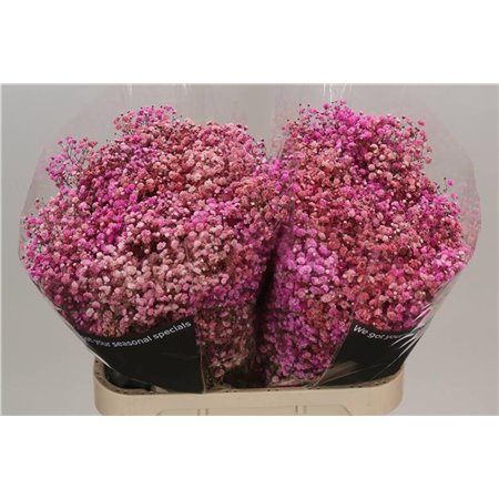 Gipsofila Dyed Disco Pale Rose c2009