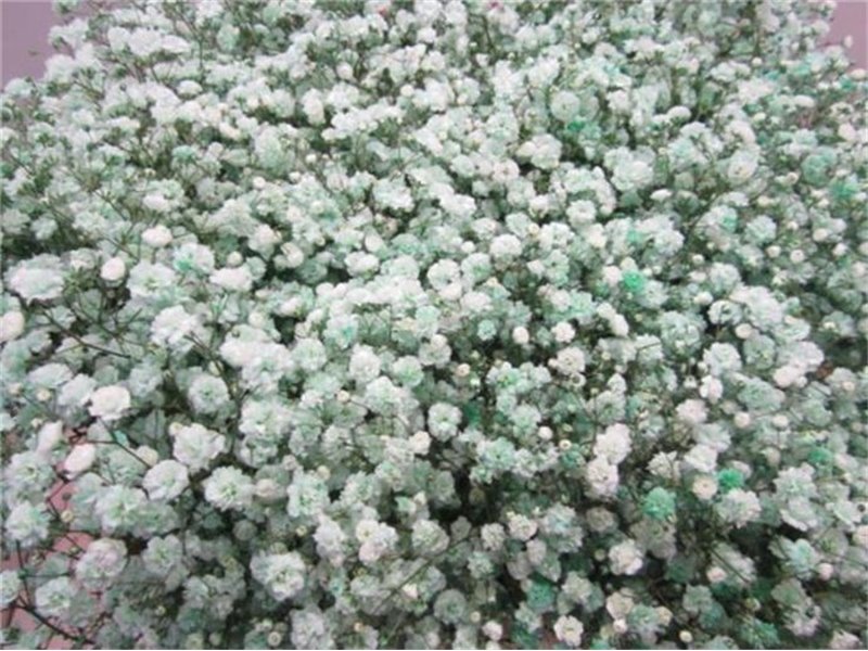 Gipsofila Dyed Green c2010