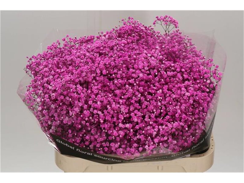 Gipsofila Dyed Hot Pink c2012