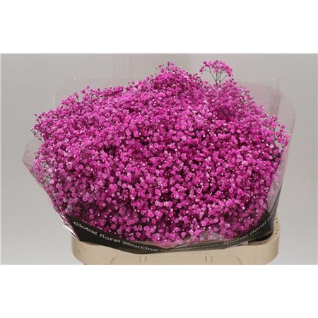 Gipsofila Dyed Hot Pink c2012
