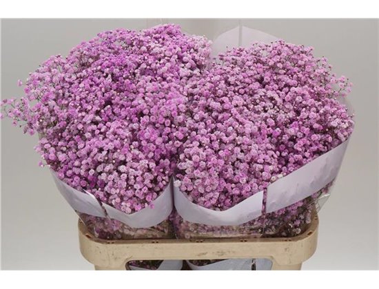 Gipsofila Dyed Lilac c2014