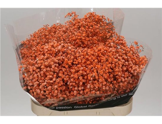 Gipsofila Dyed Orange c2019