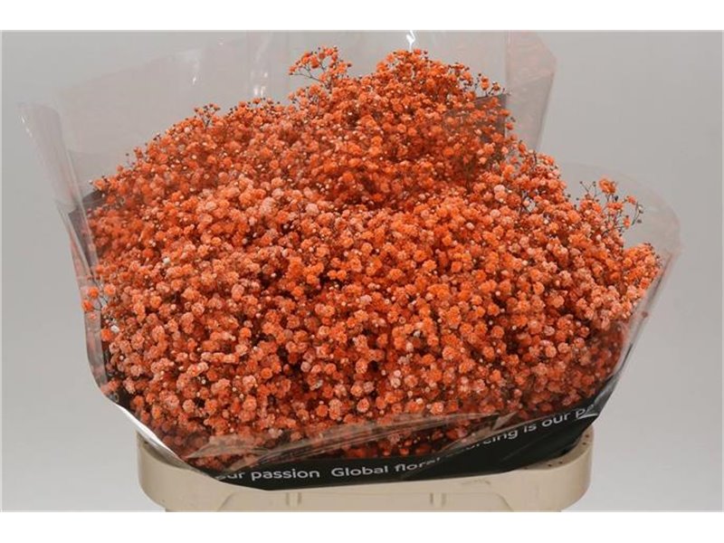 Gipsofila Dyed Orange c2019