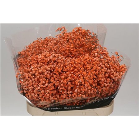 Gipsofila Dyed Orange c2019