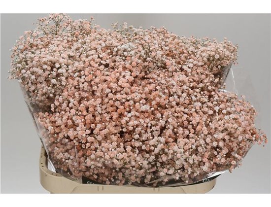 Gipsofila Dyed Peach c2020
