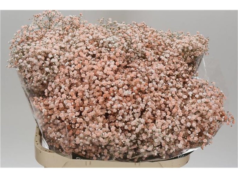 Gipsofila Dyed Peach c2020