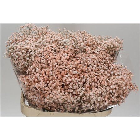 Gipsofila Dyed Peach c2020