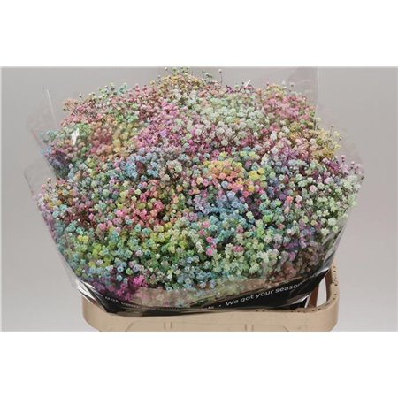 Gipsofila Dyed Rainbow Pastel c2024