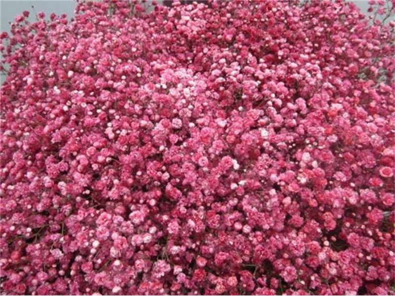 Gipsofila Dyed Rainbow Pastel c2025
