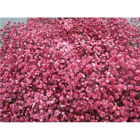 Gipsofila Dyed Rainbow Pastel c2025