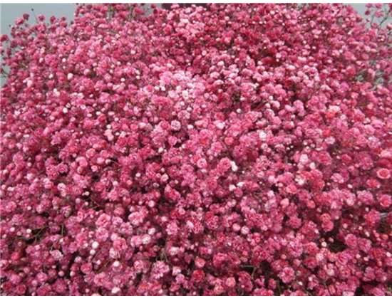 Gipsofila Dyed Red c2026