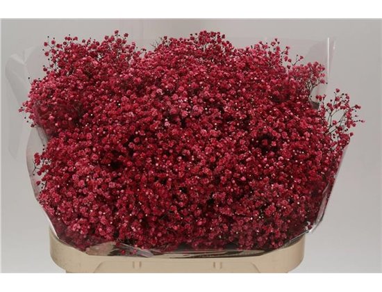 Gipsofila Dyed Wedding Mixed c2030