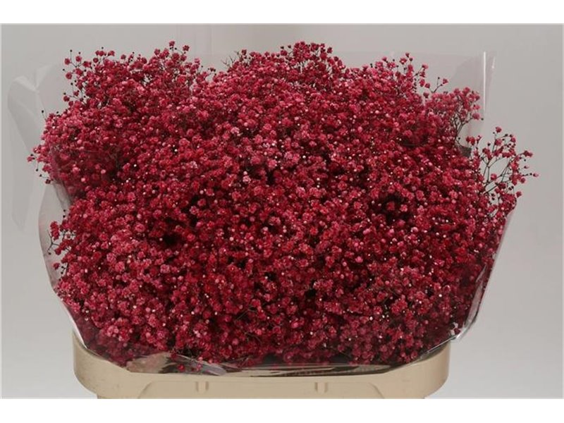 Gipsofila Dyed Wedding Mixed c2030