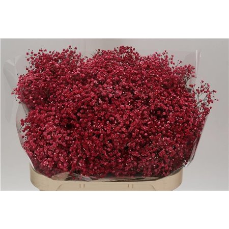 Gipsofila Dyed Wedding Mixed c2030