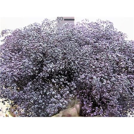 Gipsofila Mill St Aubergine c2035
