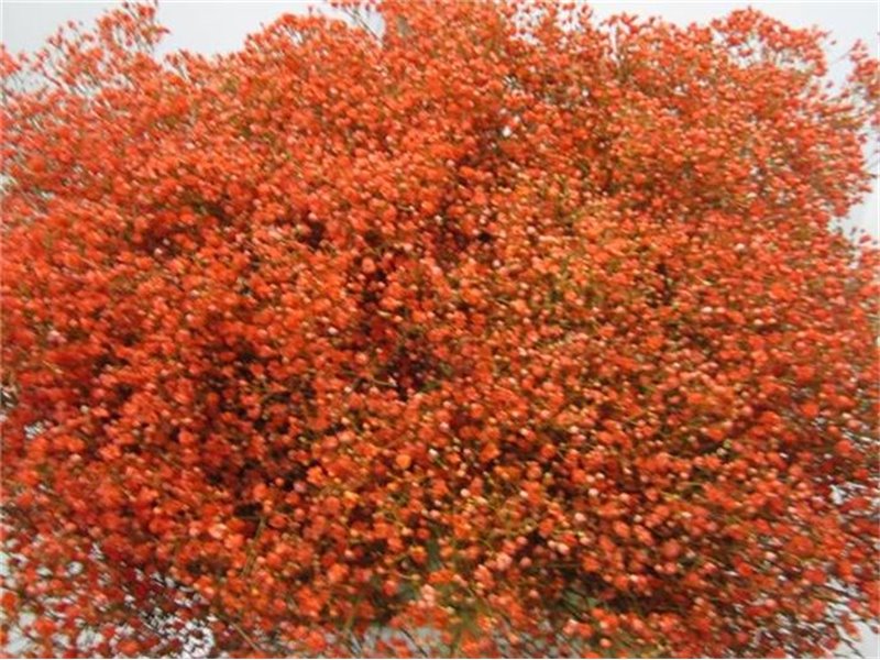 Gipsofila Mill St Coral c2039