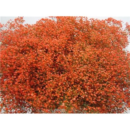 Gipsofila Mill St Coral c2039