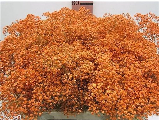 Gipsofila Mill St Orange c2043