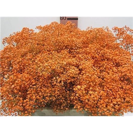 Gipsofila Mill St Orange c2043