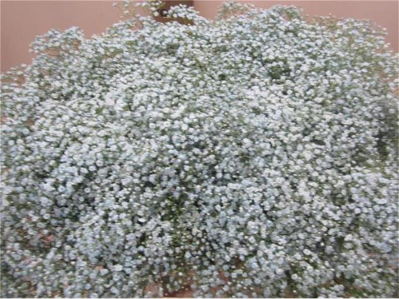 Gipsofila Mill St Pale Blue c2044
