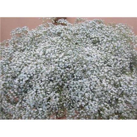 Gipsofila Mill St Pale Blue c2044
