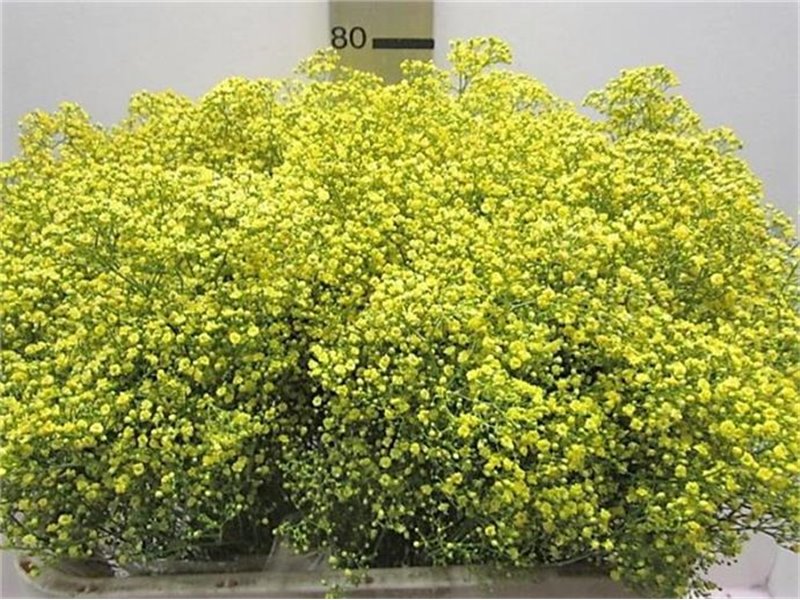 Gipsofila Mill St Yellow c2050