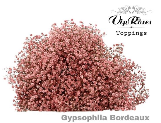 Gipsofila Pa Bordeaux c2052