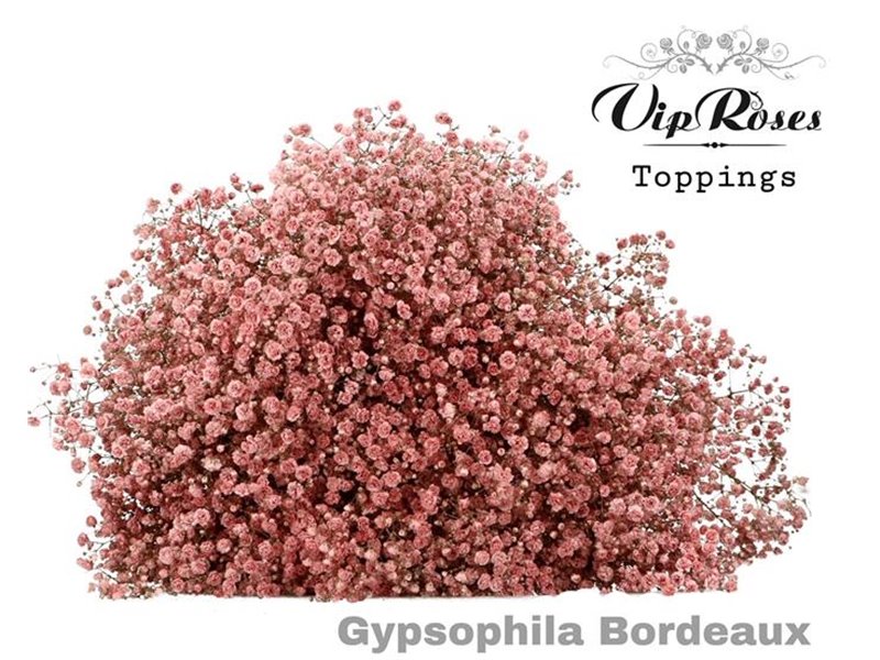 Gipsofila Pa Bordeaux c2052