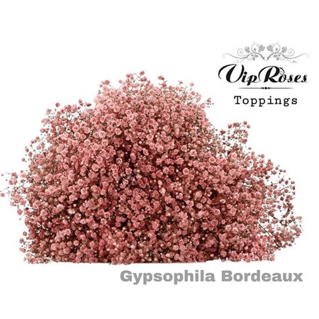 Gipsofila Pa Bordeaux c2052