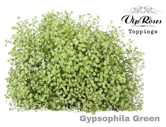 Gipsofila Pa Green c2060