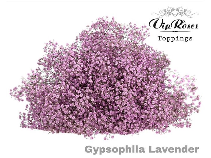 Gipsofila Pa Lavender c2061