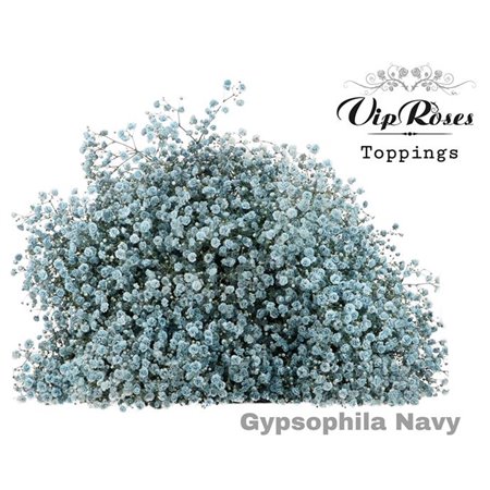 Gipsofila Pa Navy c2065