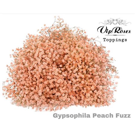 Gipsofila Pa Peach Fuzz c2066