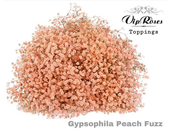 Gipsofila Pa Peach Fuzz c2067