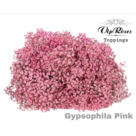 Gipsofila Pa Peach Fuzz c2068