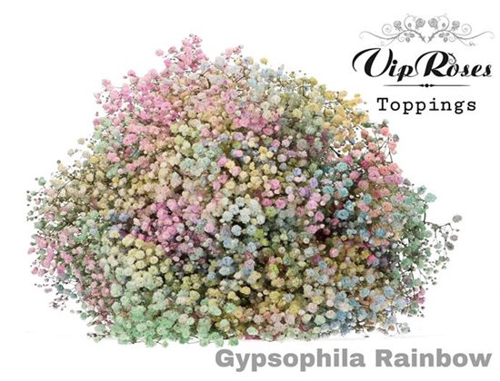 Gipsofila Pa Pink c2070