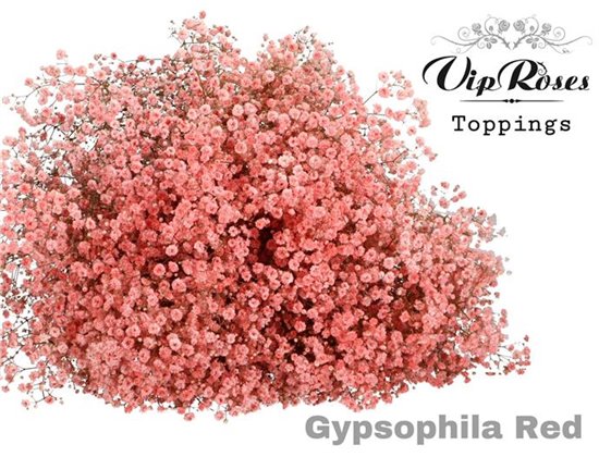 Gipsofila Pa Red c2072