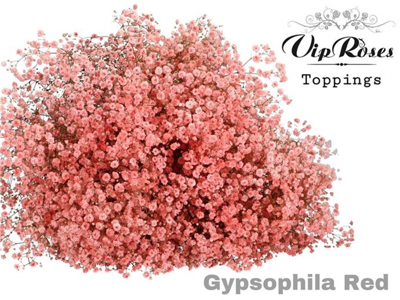 Gipsofila Pa Red c2072