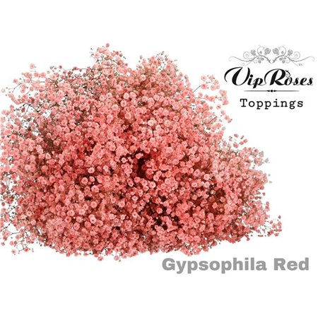 Gipsofila Pa Red c2072