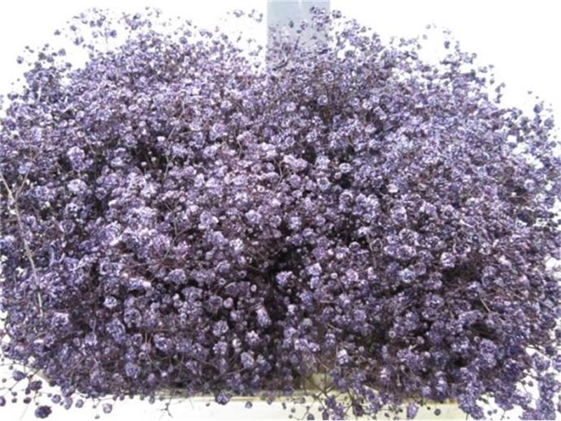 Gipsofila Xlence Aubergine c2083
