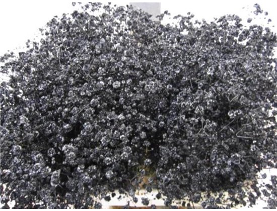 Gipsofila Xlence Black c2084