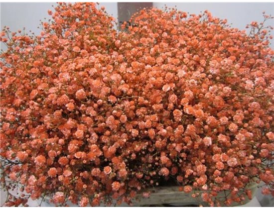 Gipsofila Xlence Coral c2088