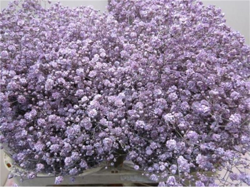 Gipsofila Xlence Milka c2091