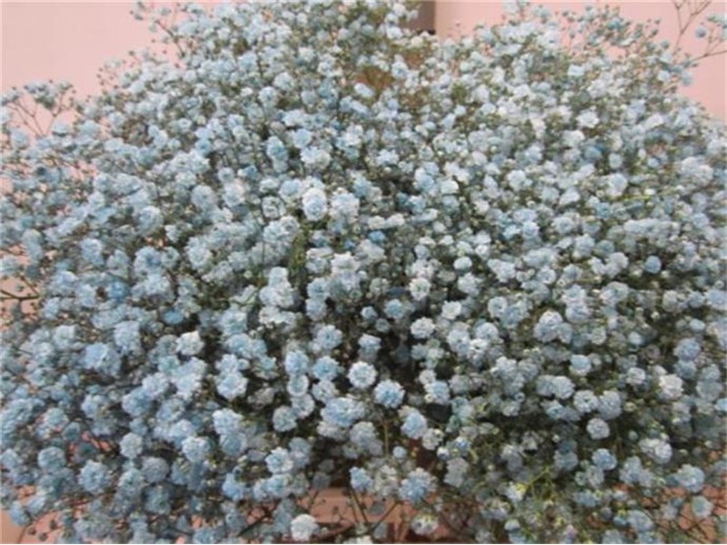 Gipsofila Xlence Pale Blue c2094