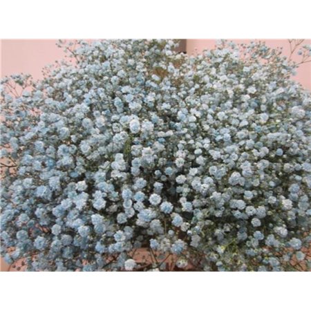 Gipsofila Xlence Pale Blue c2094