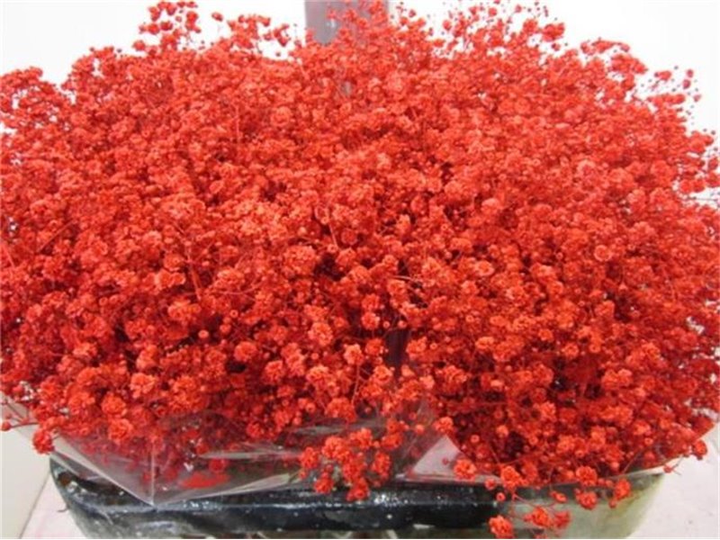 Gipsofila Xlence Red c2096