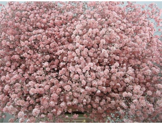 Gipsofila Xlence Rose c2097