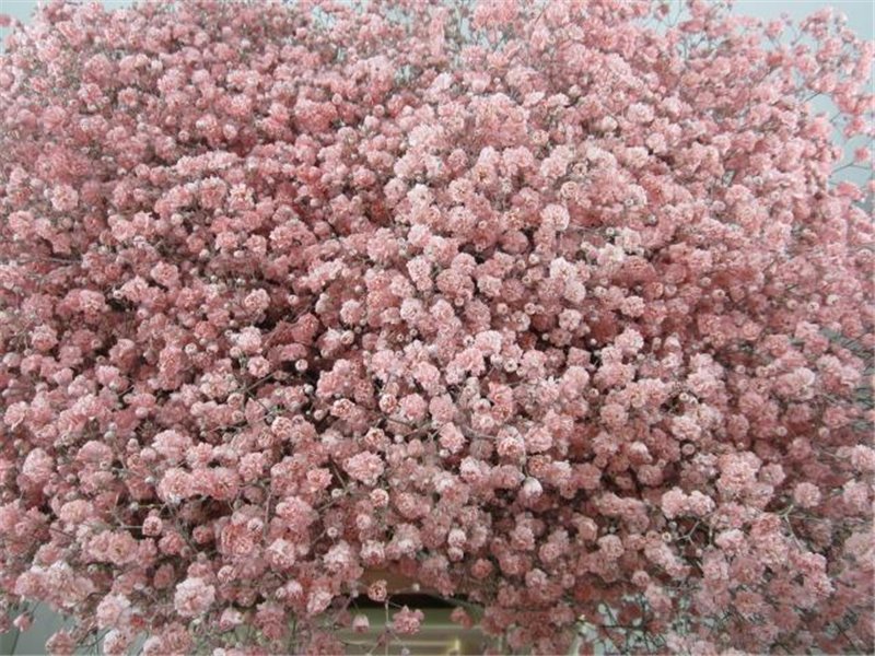 Gipsofila Xlence Rose c2097