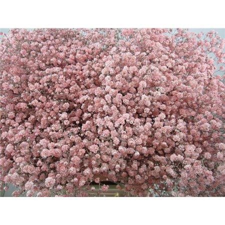 Gipsofila Xlence Rose c2097